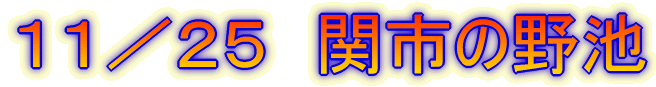 11/25 関市の野池